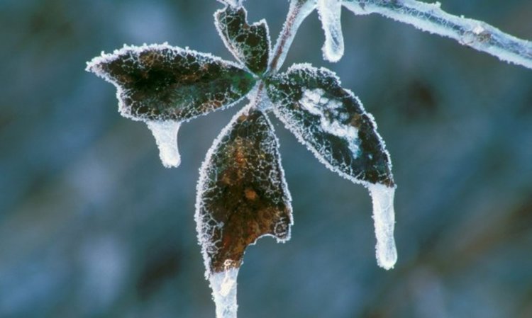 Седмица сибирски студ ни сковава, на места до -23°С