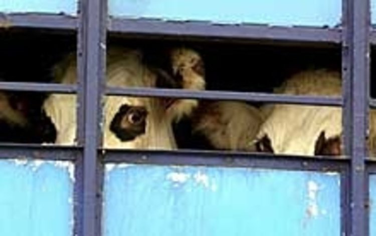 Отново засякоха незаконен превоз на животни в региона