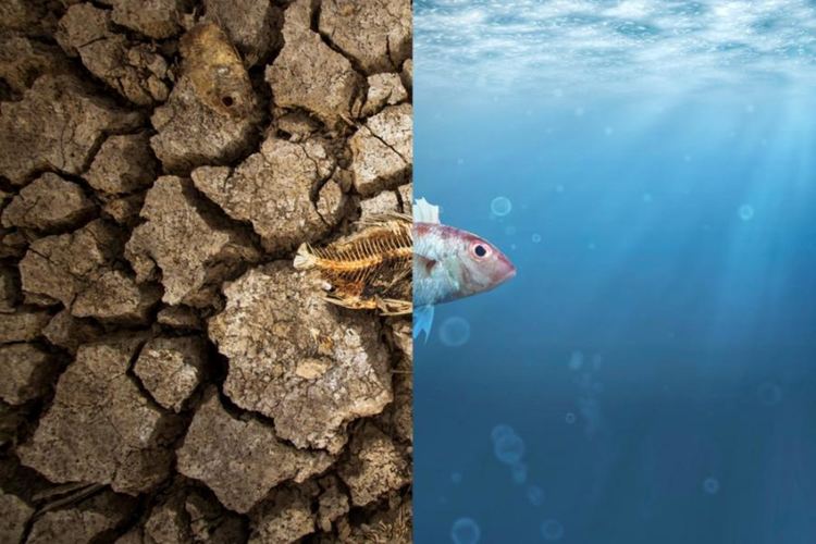 WWF: Има ясна връзка между загубата на природа и възхода на пандемиите