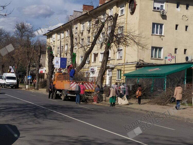 Кастрят превантивно старите дървета по бул.”България”